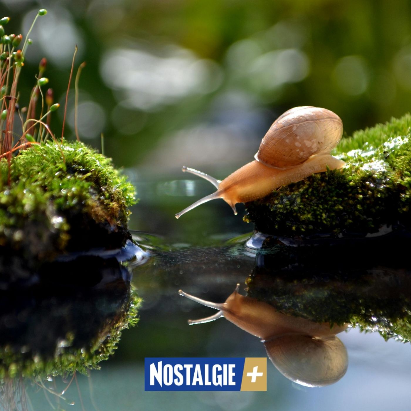 Connexion Nature – L’escargot, discret prodige du jardin episode artwork