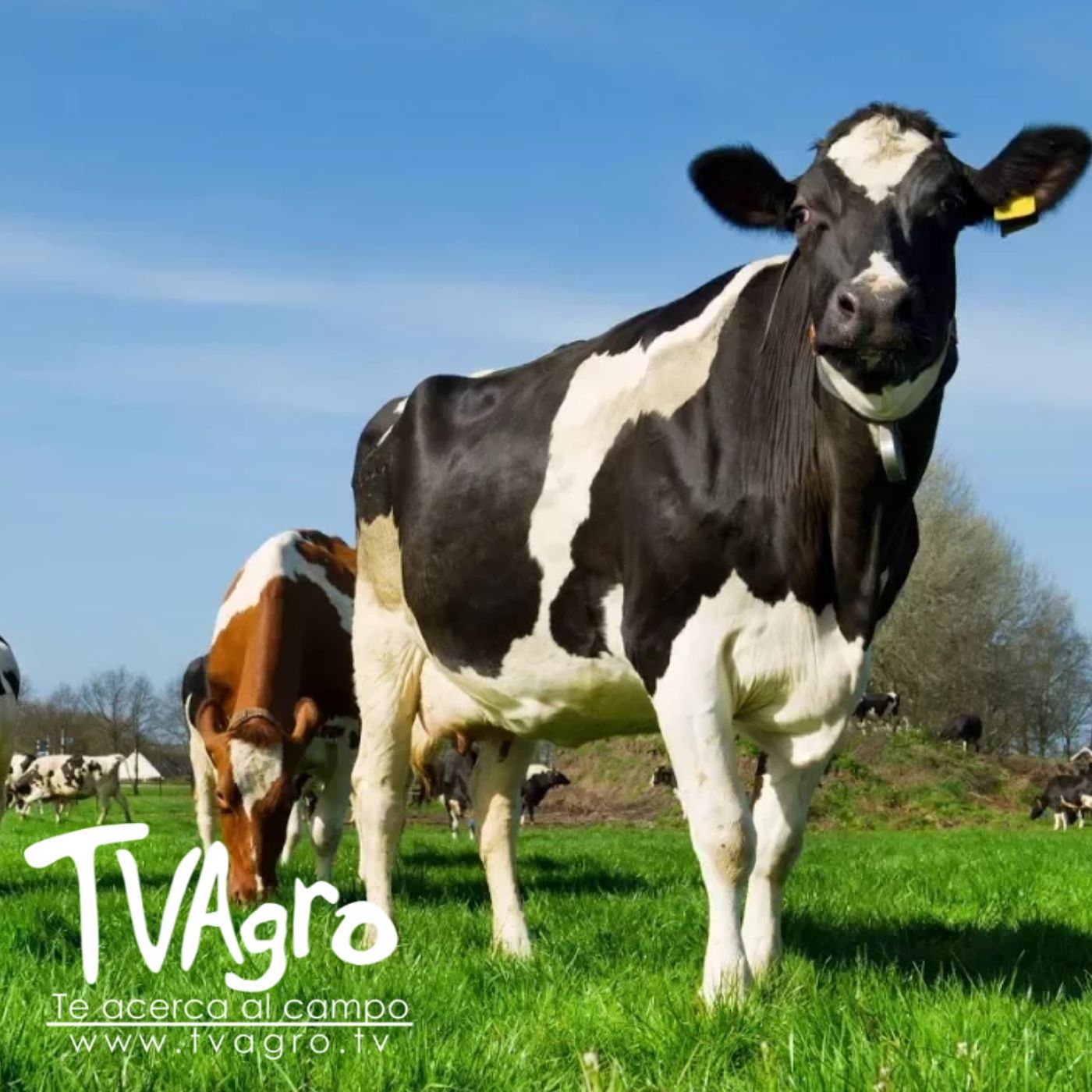 TV AGRO