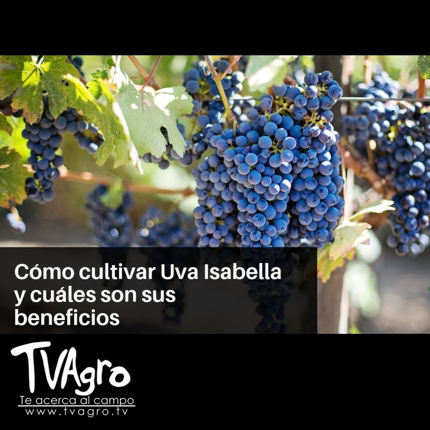TV AGRO