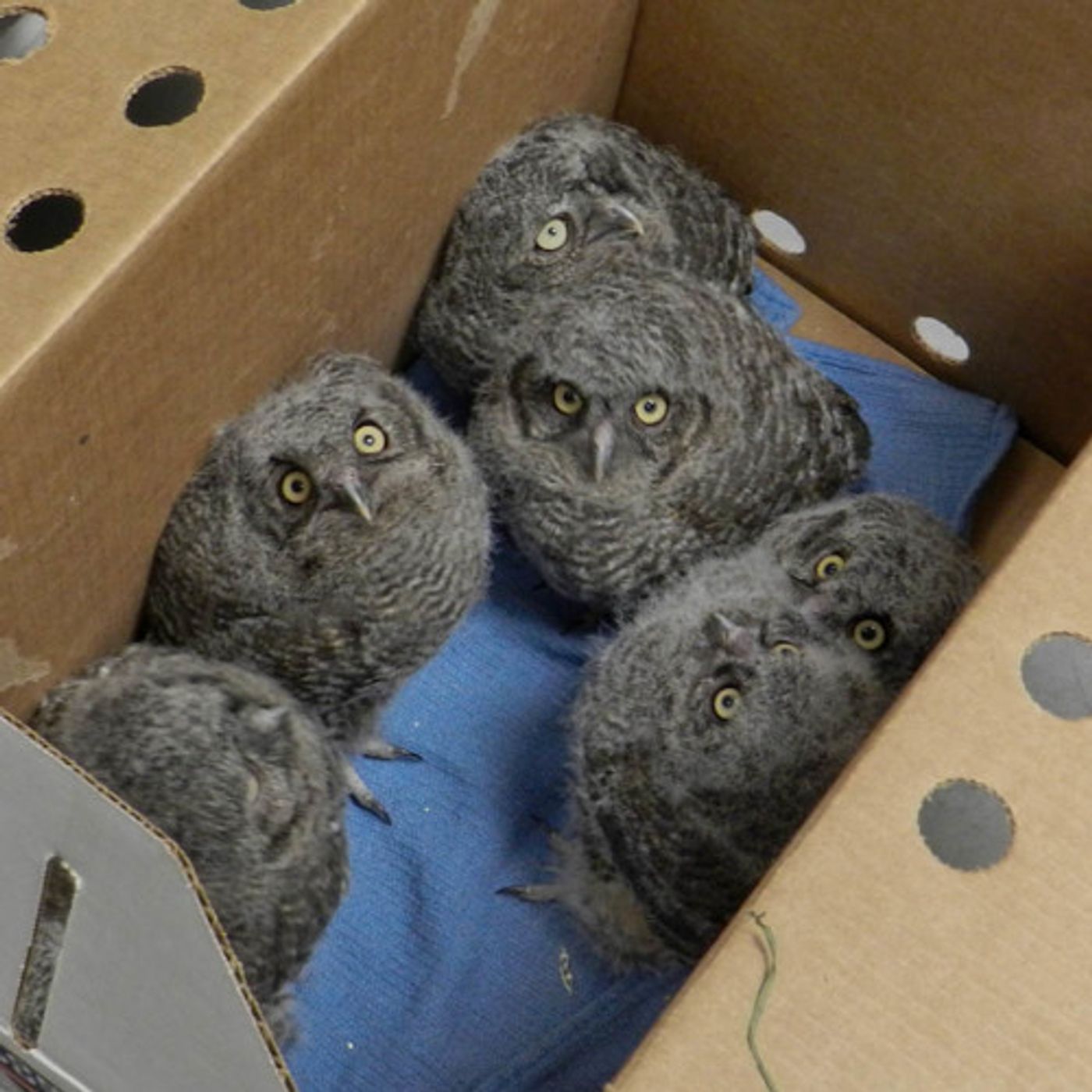 The Case of the Great Horned Owl Mix Up episode artwork