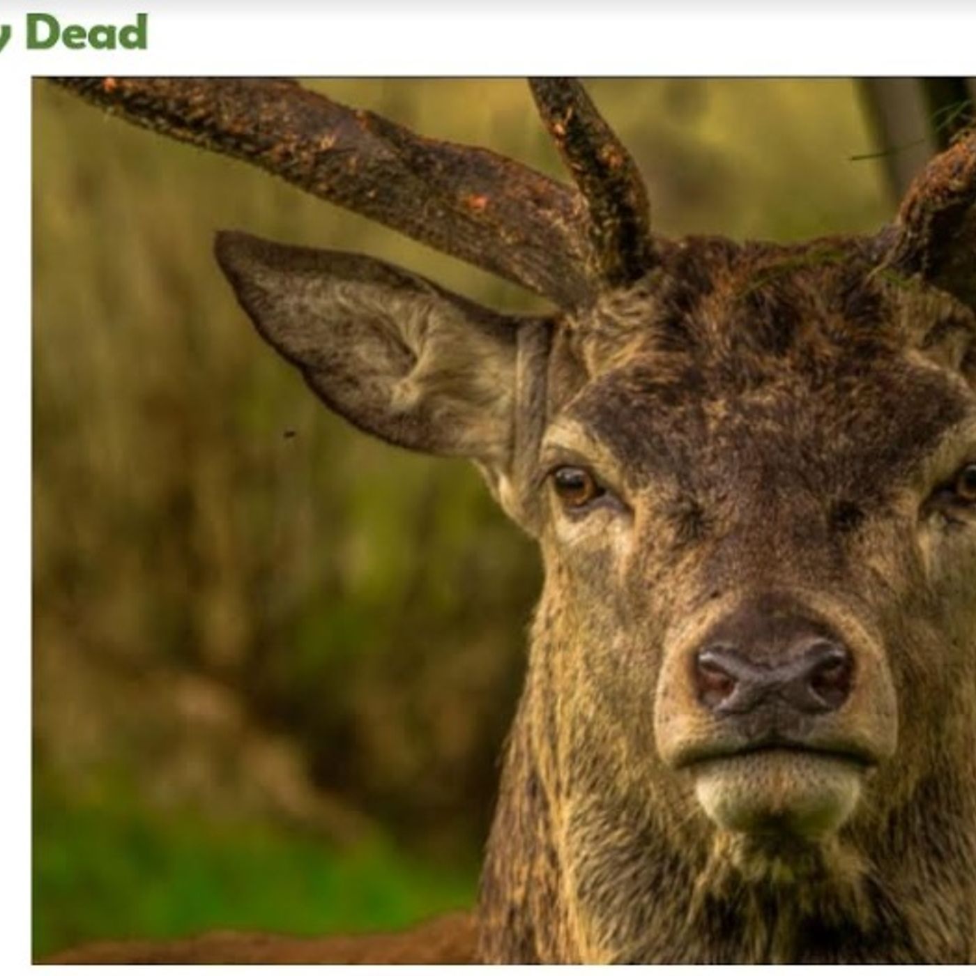 Beware the Green Deer
