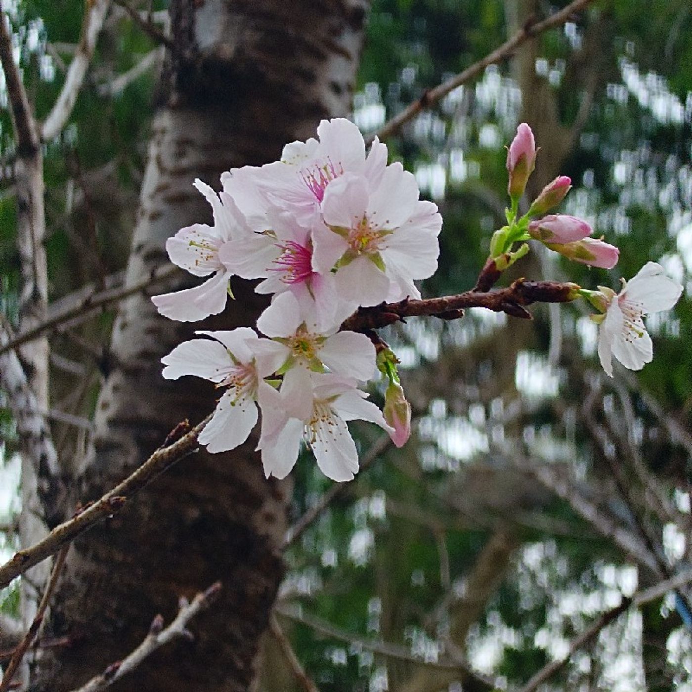 Ep536 - Diane's Tarot Diary: 我的塔羅日記🌸2026春分四季牌陣-1