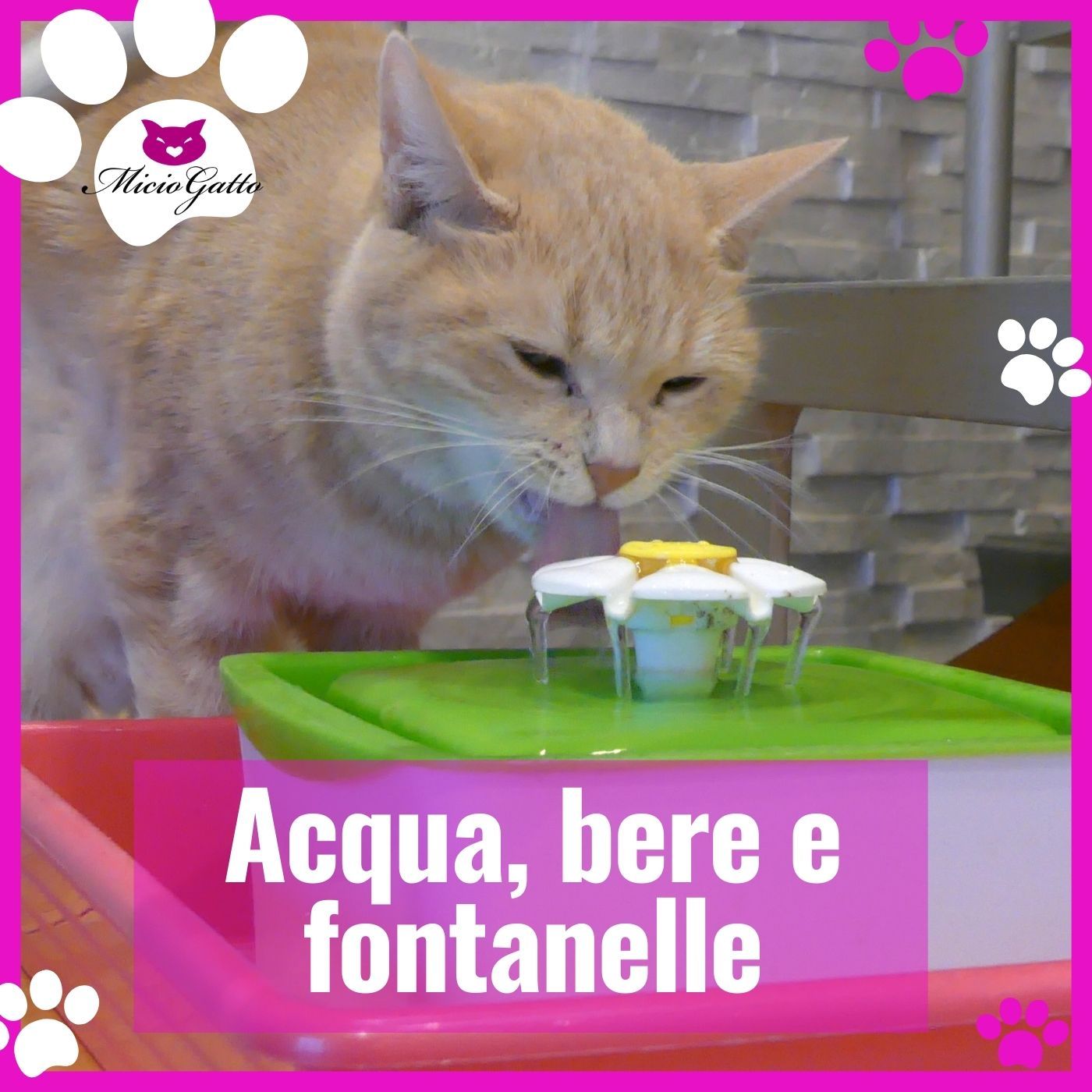 MicioGatto - Tutto sui gatti!
