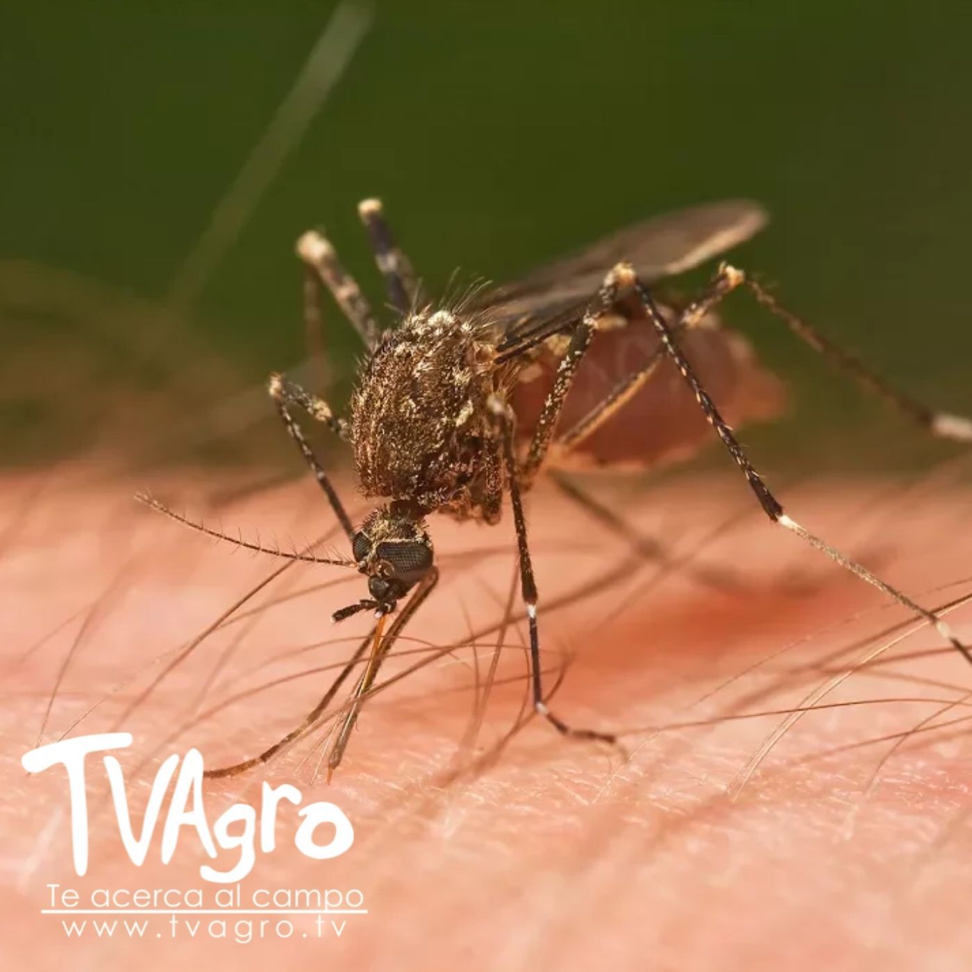 TV AGRO