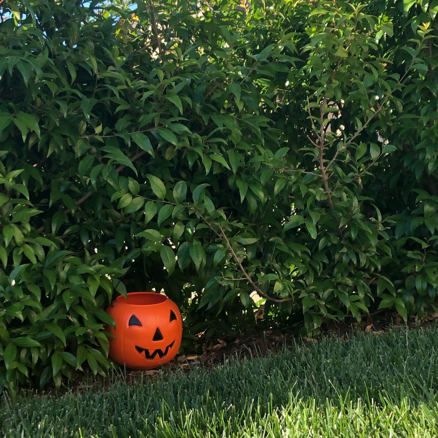 The Haunted Pumpkin Podcast podcast artwork