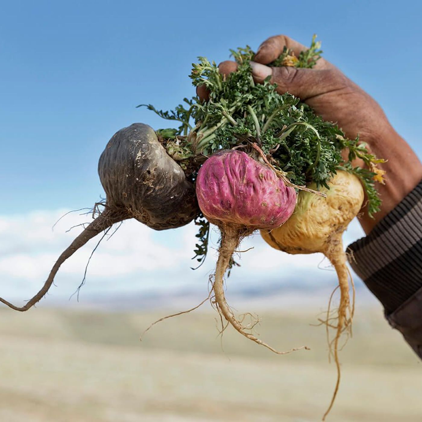 Natural Wellness Talks by The Maca Team The Maca Team dedicated to natural energy, hormonal balance, and overall wellness. Explore expert in