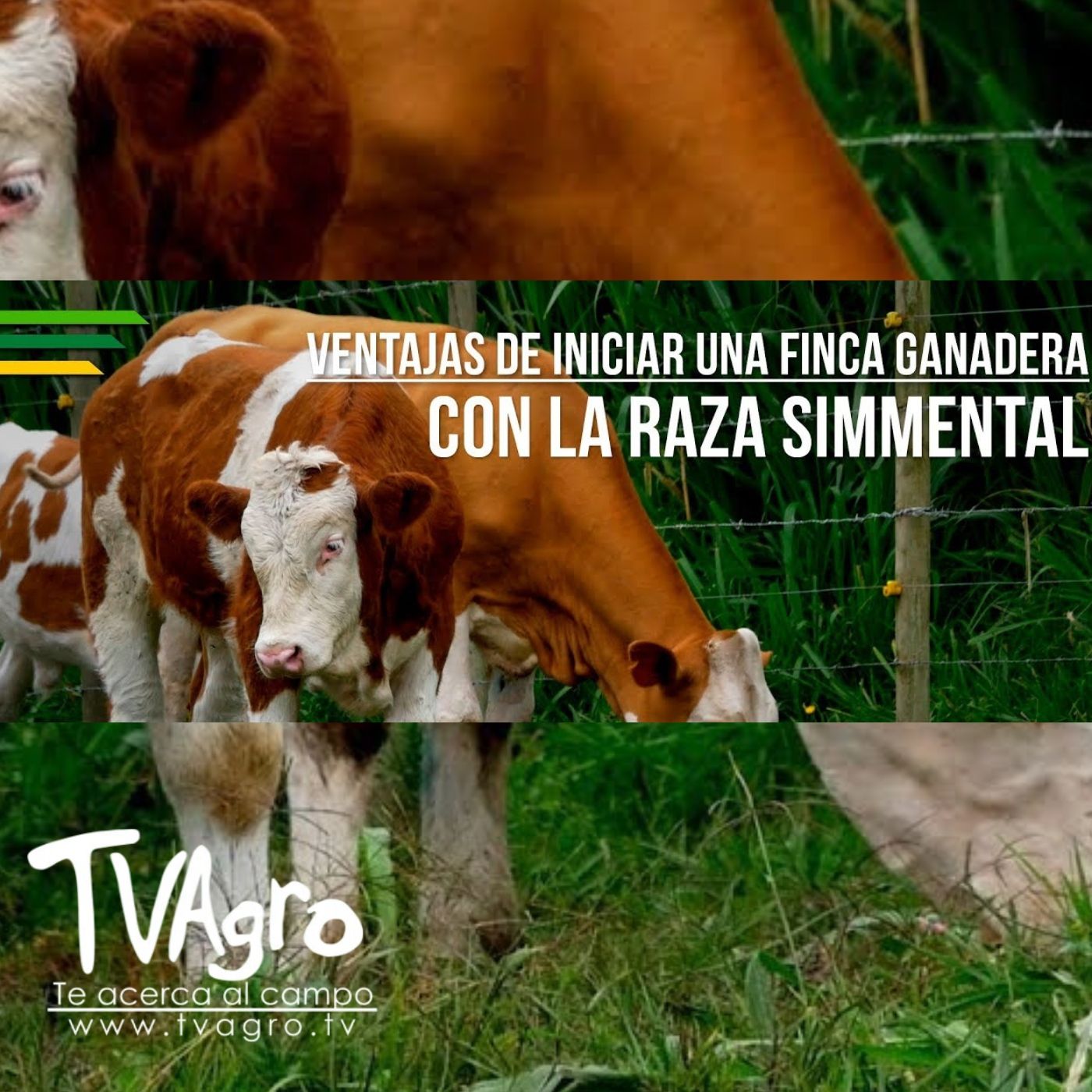 TV AGRO