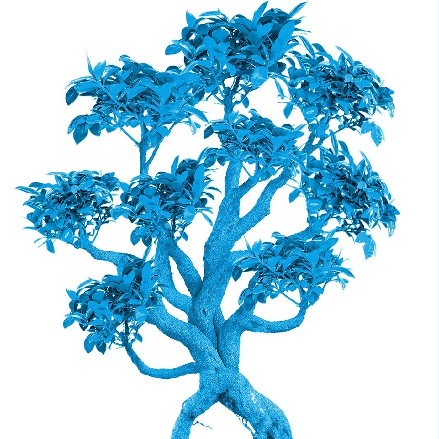 Pillole di Bonsai