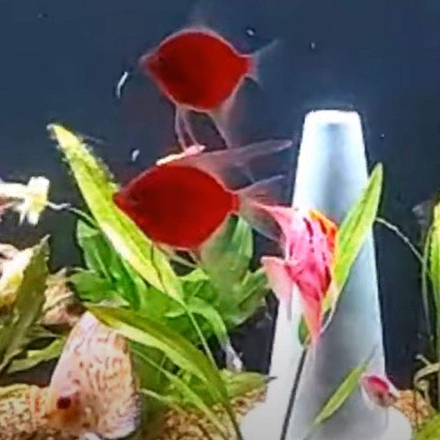 The SECRET to KEEPING HEALTHY FISH!!