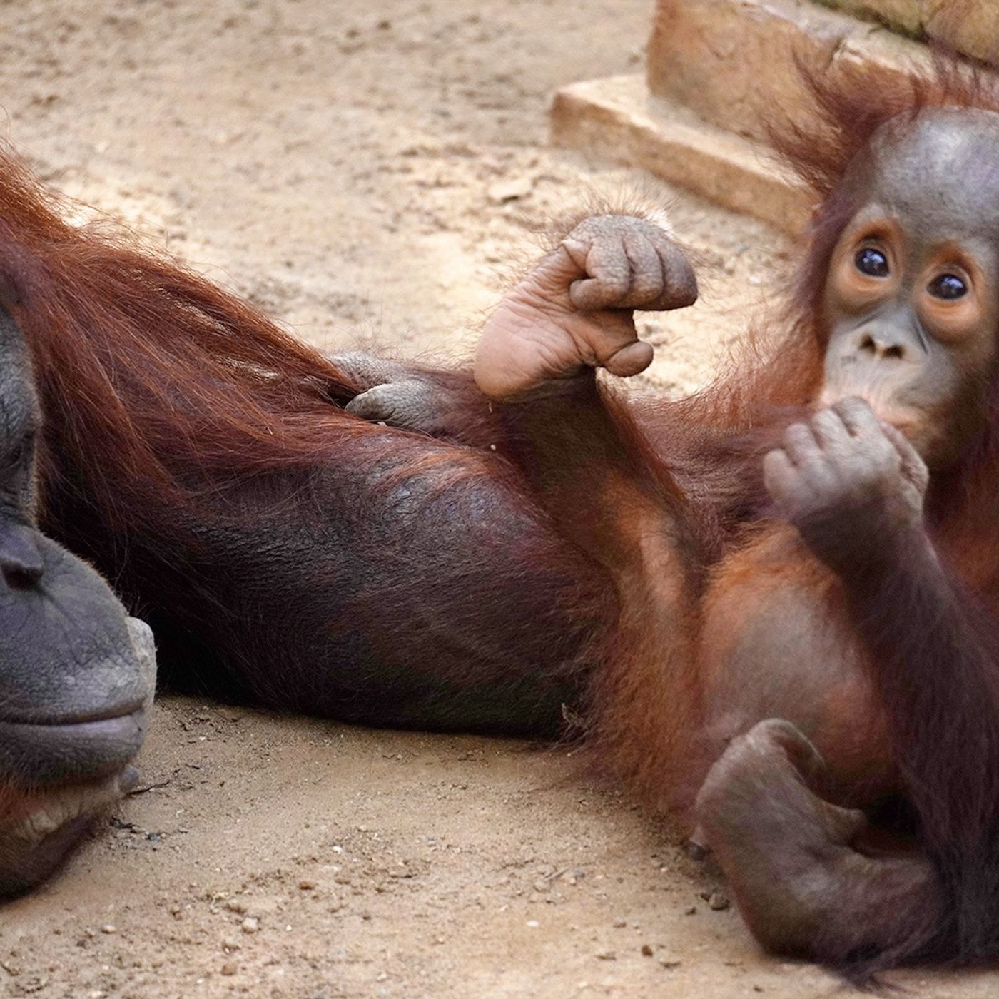 Ecología para todos: Fallece Biruté Galdikás, la "dama de los orangutanes" episode artwork