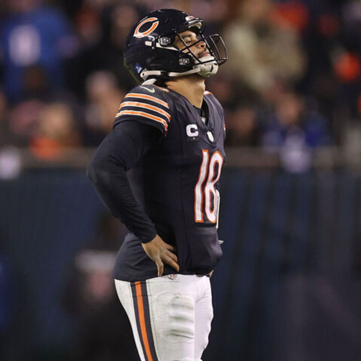 The Bear Necessities Podcast