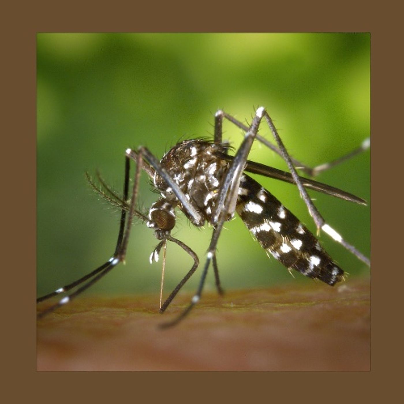 #112 Come affrontarle le Zanzare in modo Ecologico