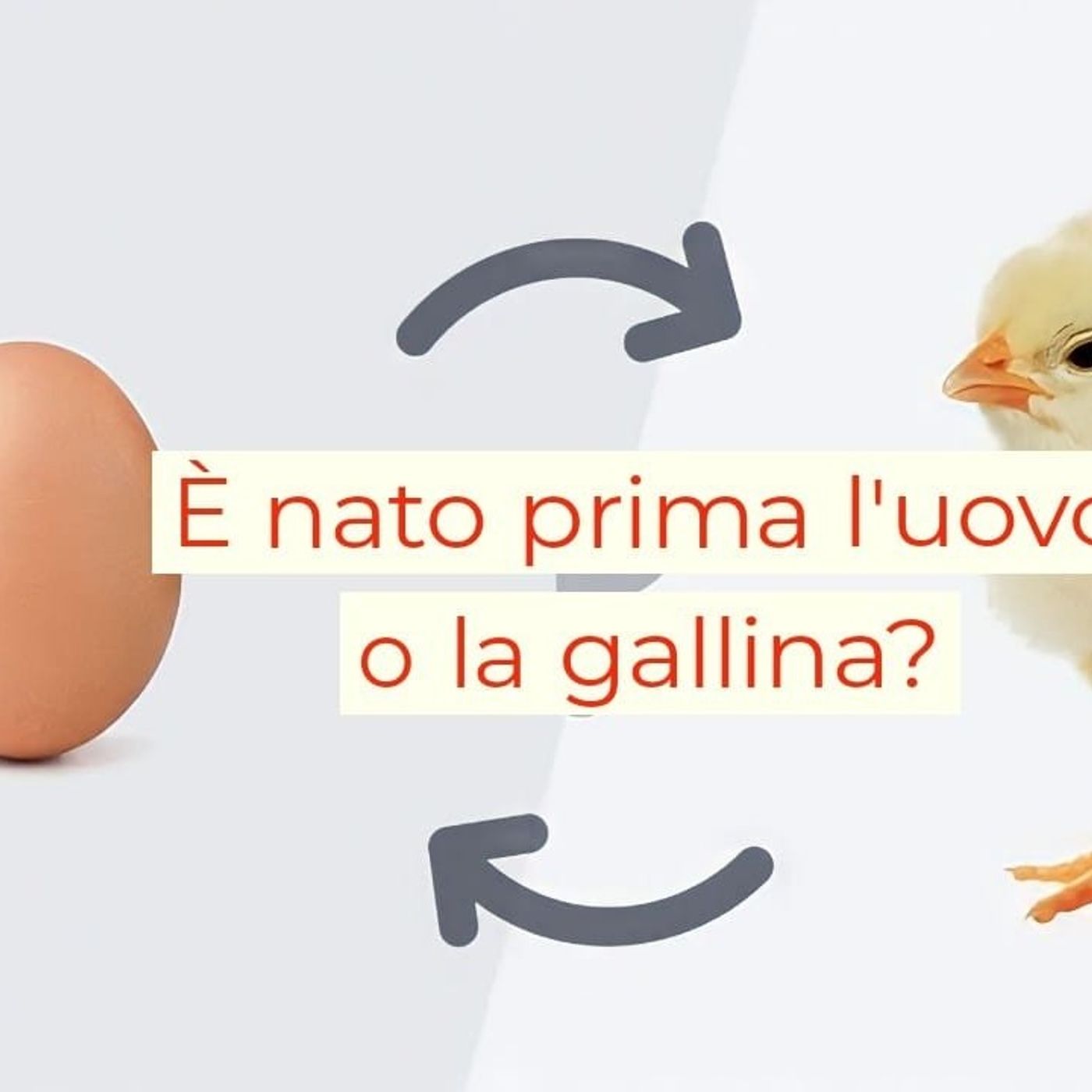 Risolto il mistero ...nato primo l'uovo o la gallina ?? episode artwork