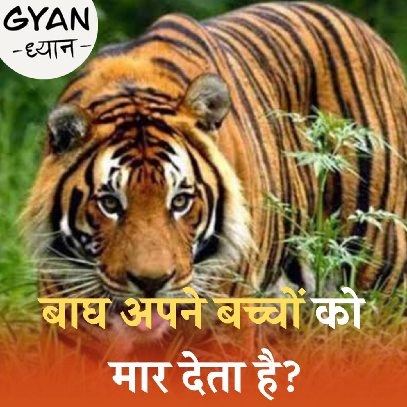 'मछली' और 'चार्जर' टाइगर के अलबेले किस्से: ज्ञान ध्यान, Ep 771