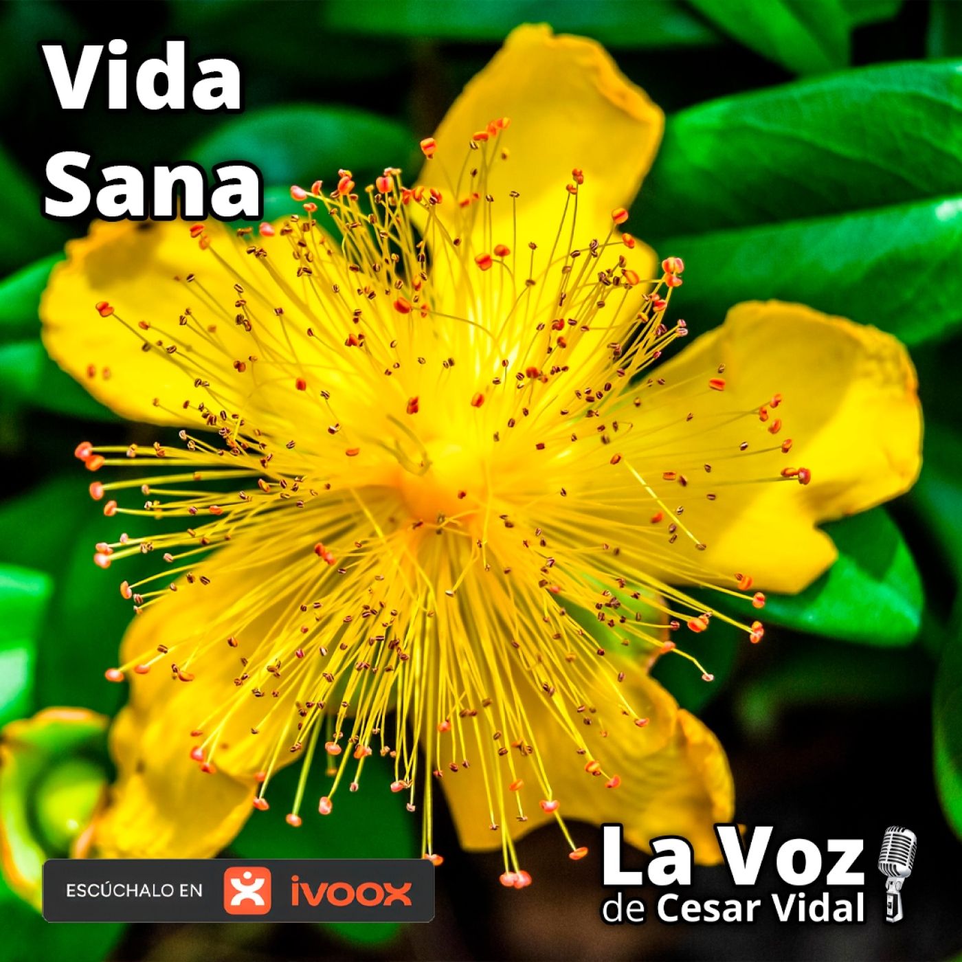 Vida Sana: La planta que ahuyentaba demonios… y hoy combate la depresión - 29/04/26