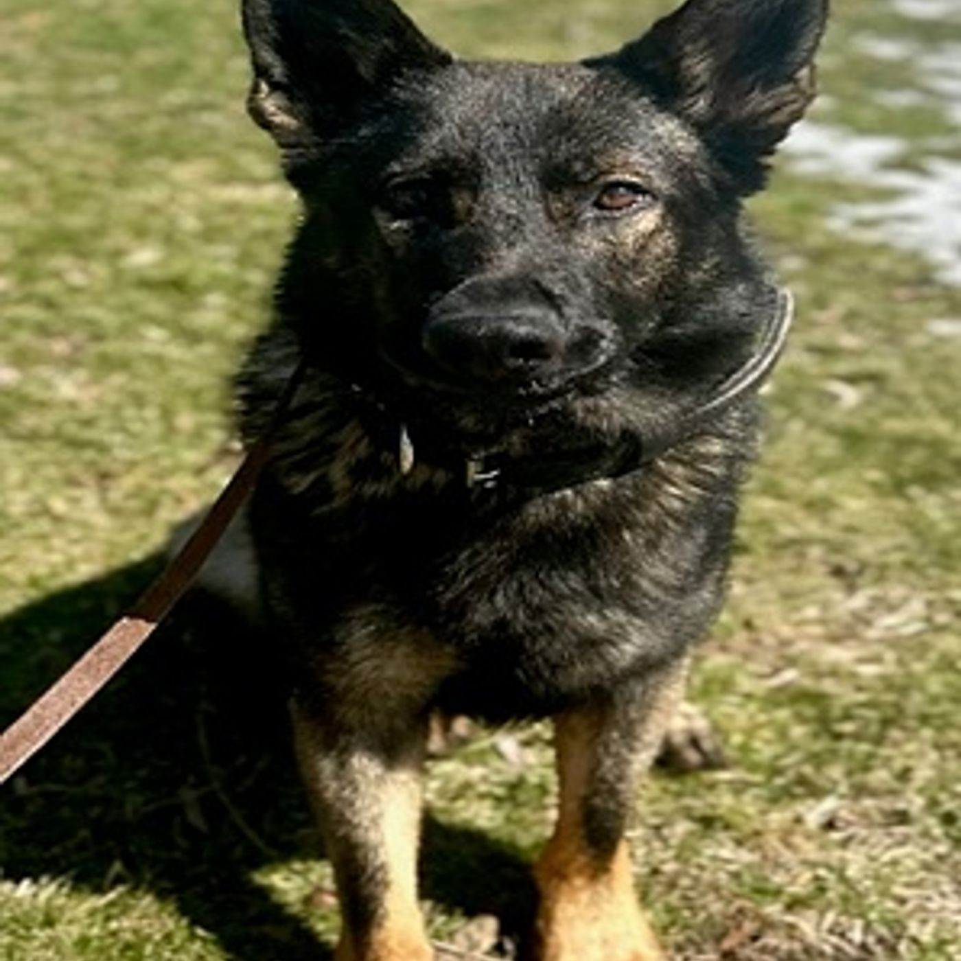 Fox Lake Police welcome K9 Officer Yogi episode artwork