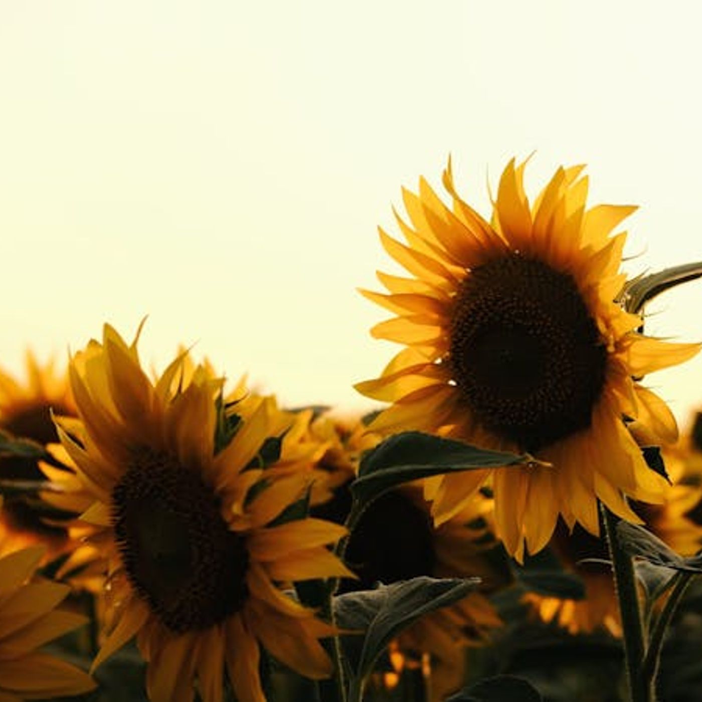 What Makes You Happiest?