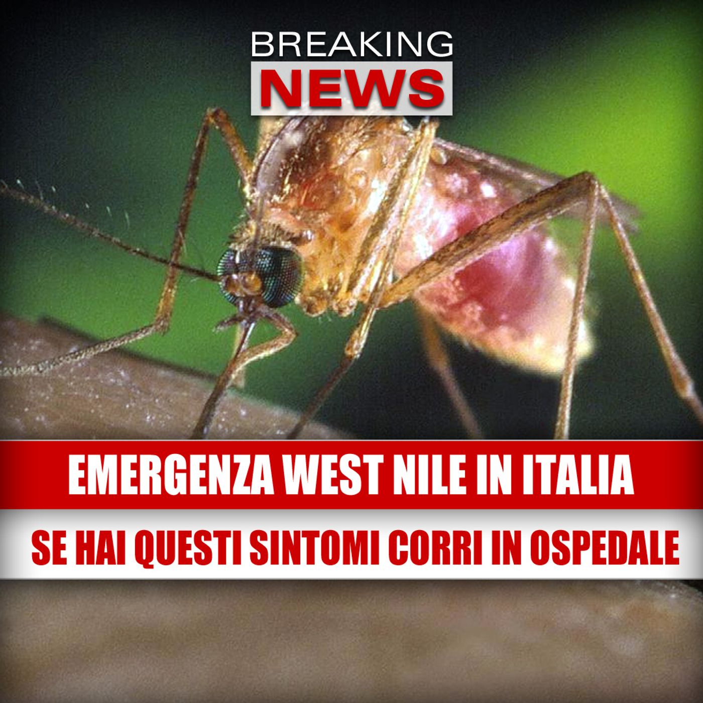 Emergenza West Nile in Italia: se hai questi sintomi corri subito in ospedale!