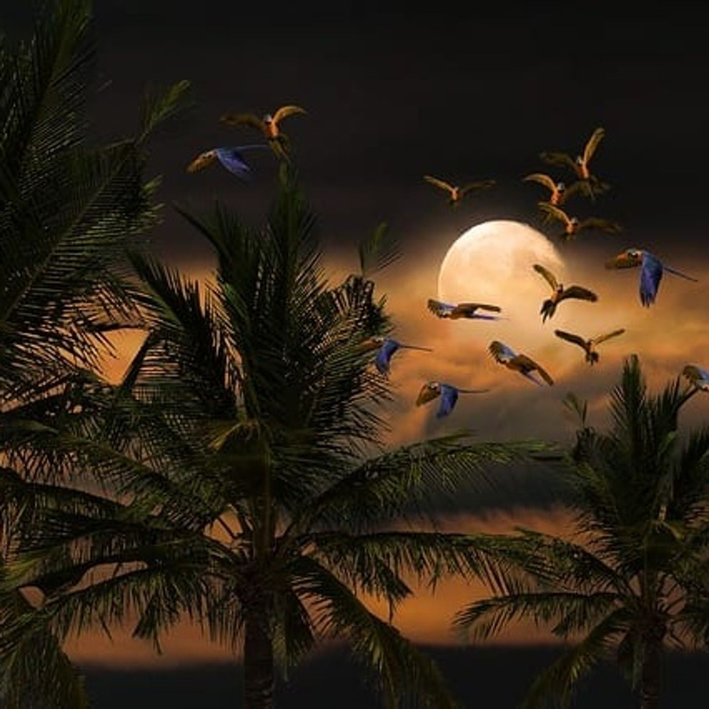 How Night Came | Jungle Stories episode artwork