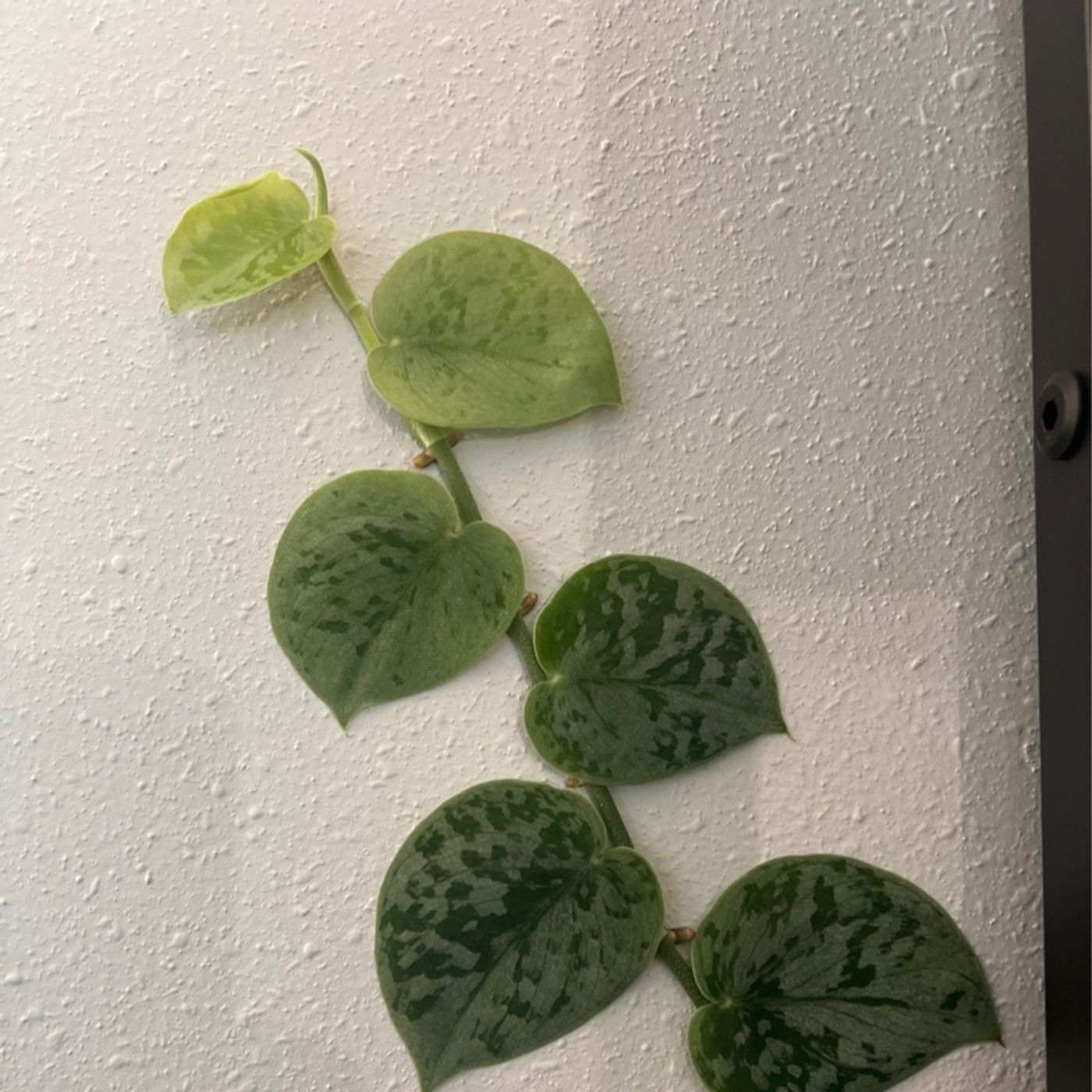 Episode 279 - Consistency in plant care (when neurodivergent)