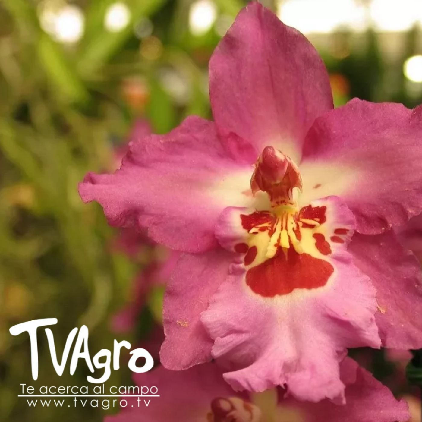 TV AGRO