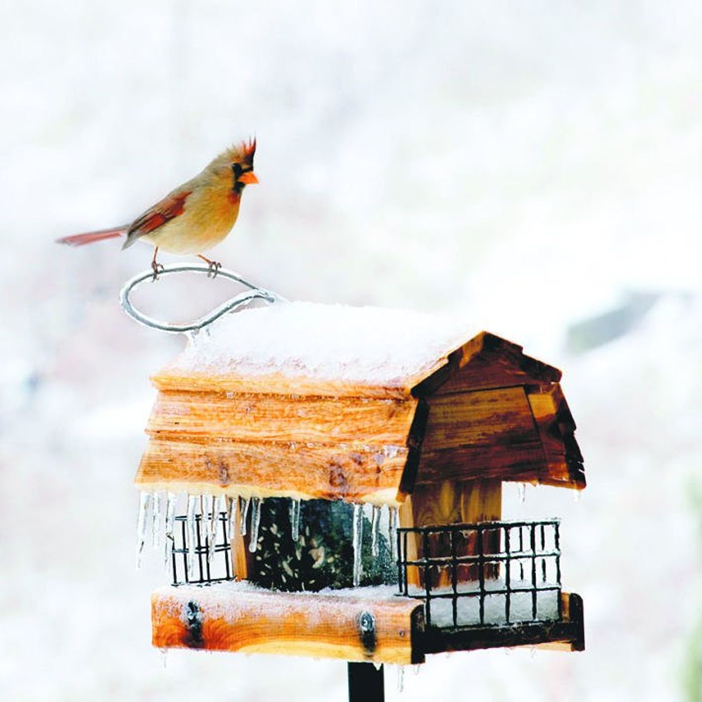 Kane County Audubon Society events set for February episode artwork