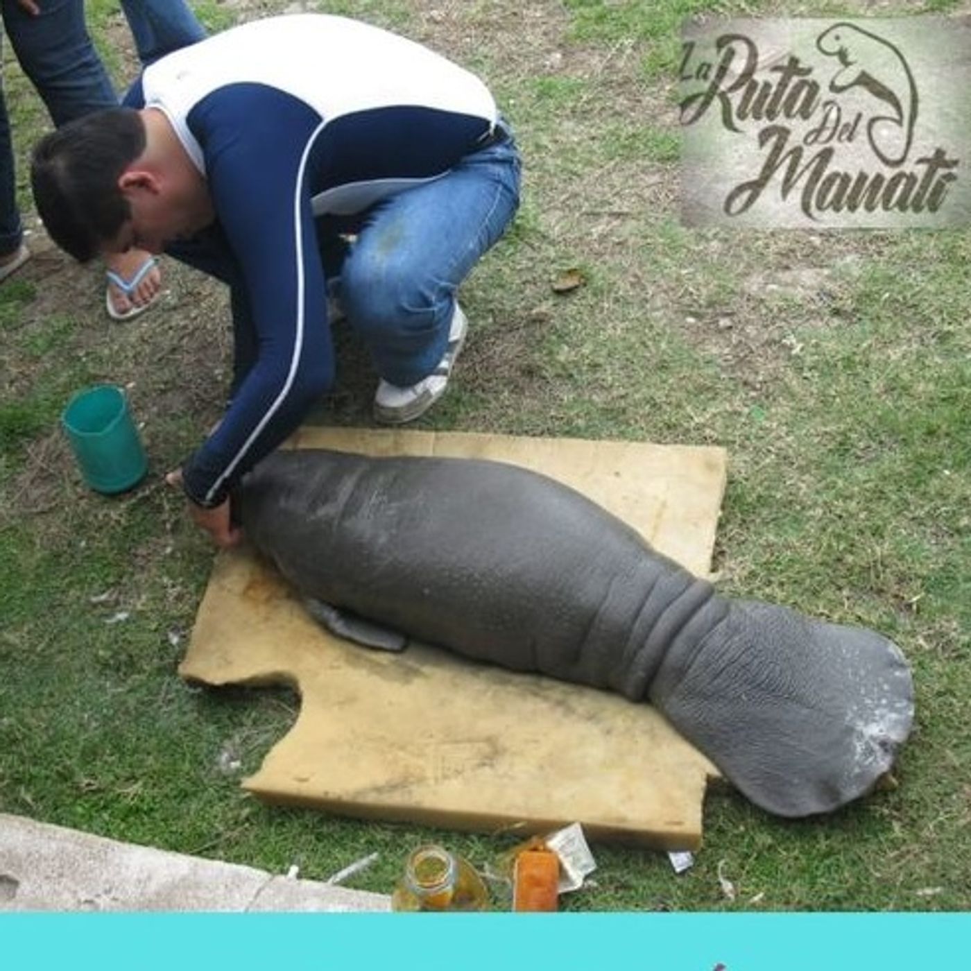 La Ruta del Manatí