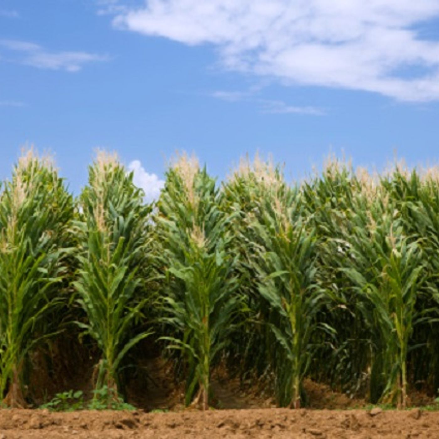 Celebrating a huge anniversary for Charlie Brown and friends-in corn! (Smile File) episode artwork