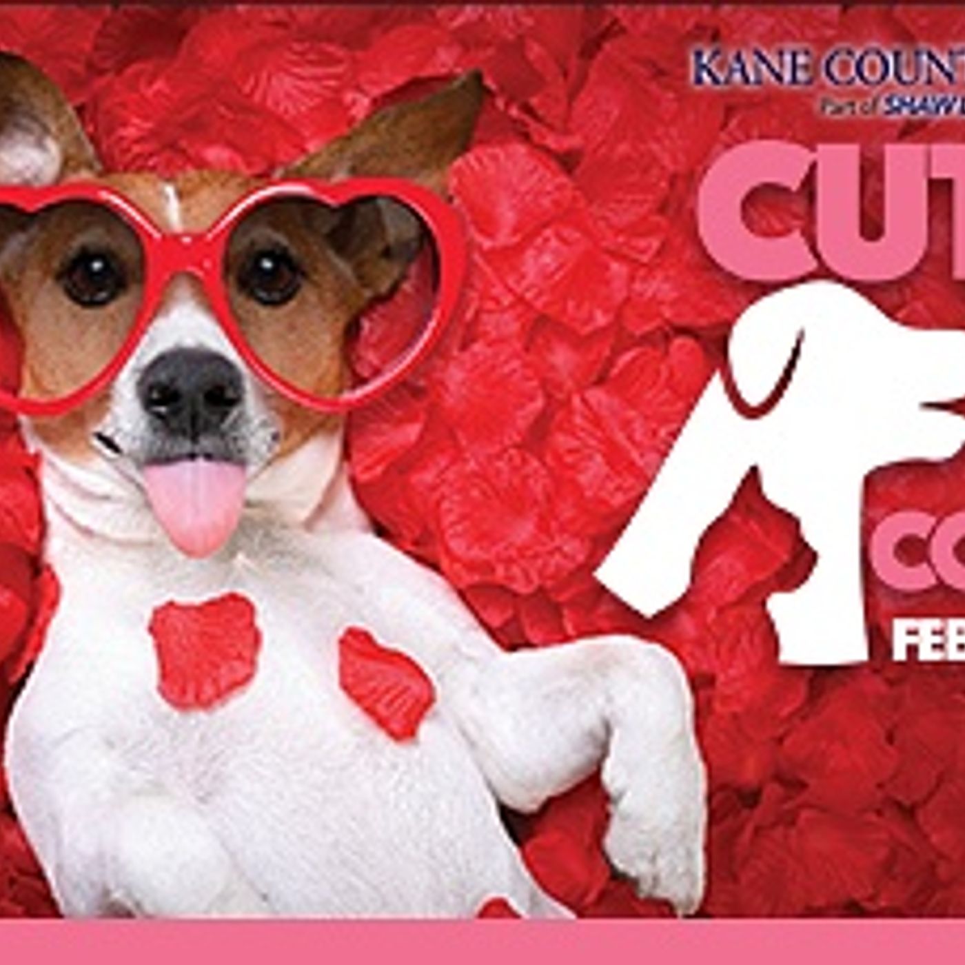 Kane County February Cutest Pet Contest episode artwork