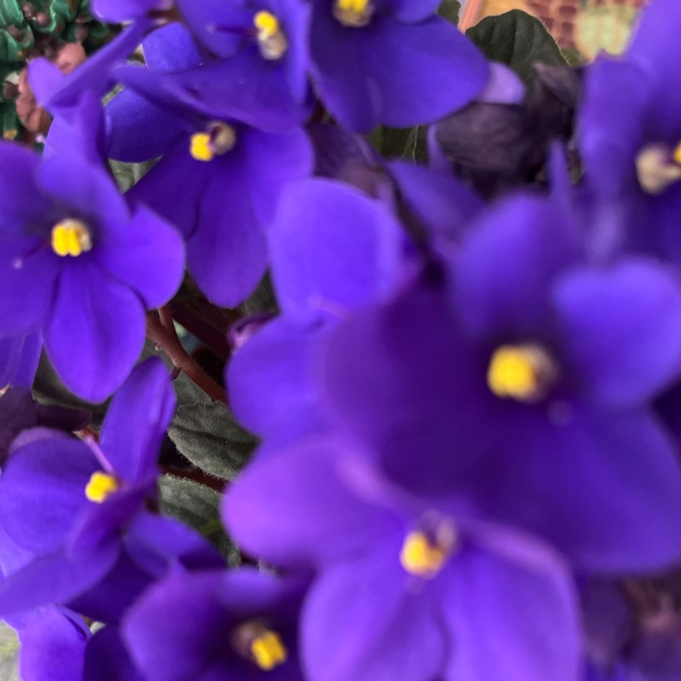 76)Being God’s Vessel Podcast - I Speak African Violet
