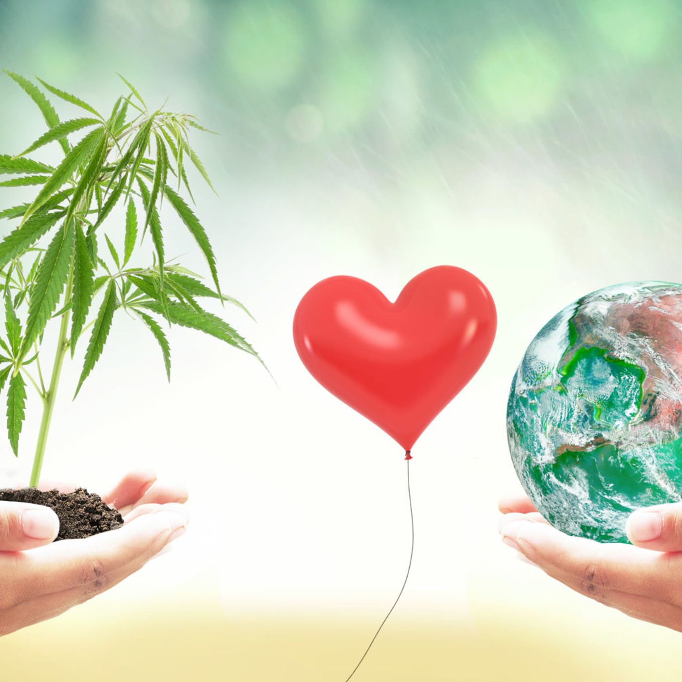 Cannabis News
