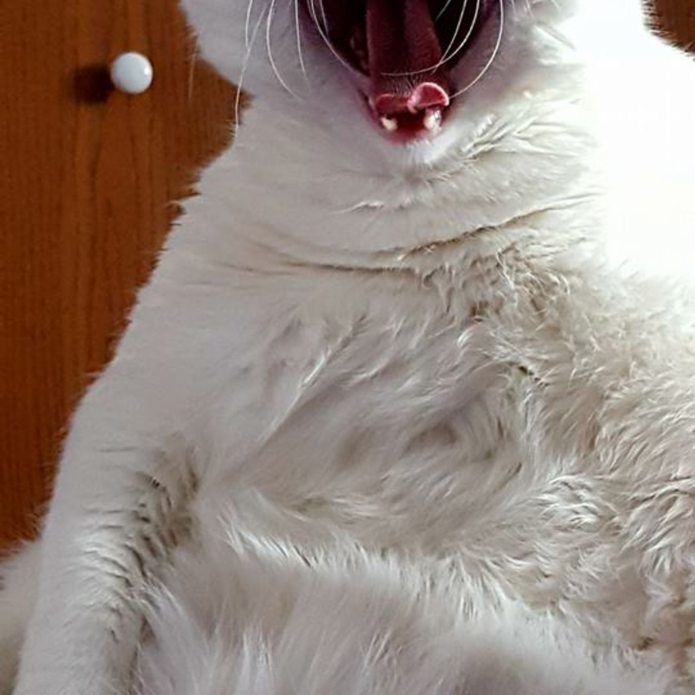 Locked & Cocked-W.T.F. is your Hustle?