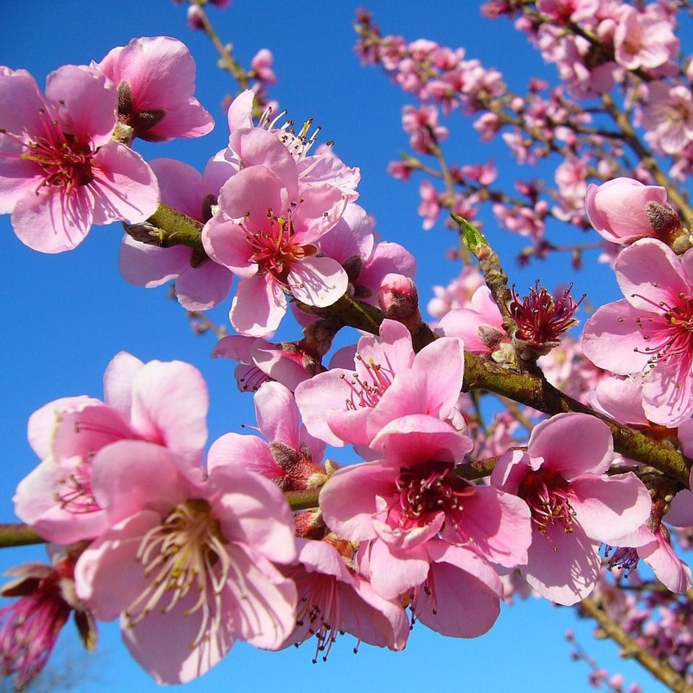 Peach Variety Selection for the Texas Hill Country