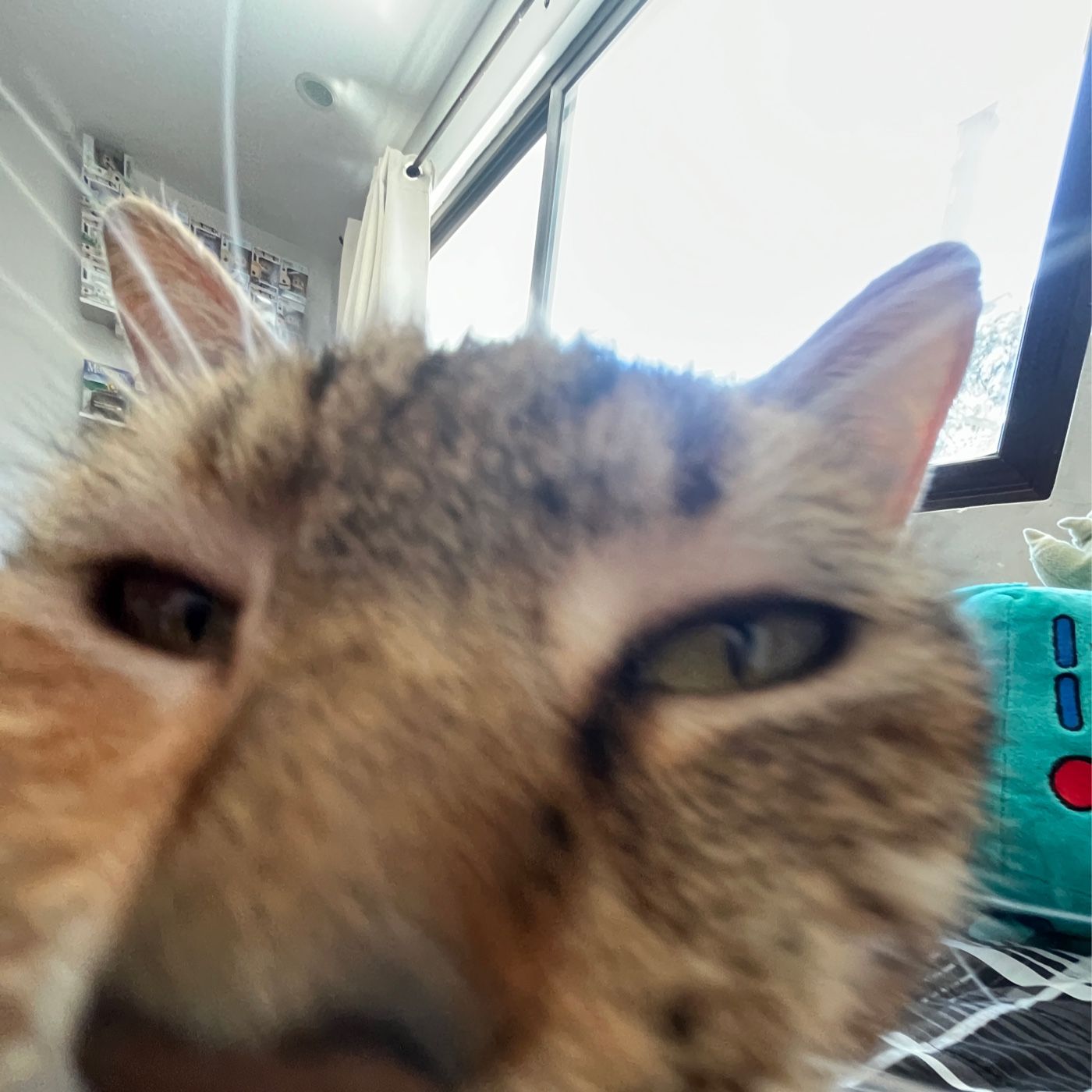 Salud Mental En Decadencia cover art