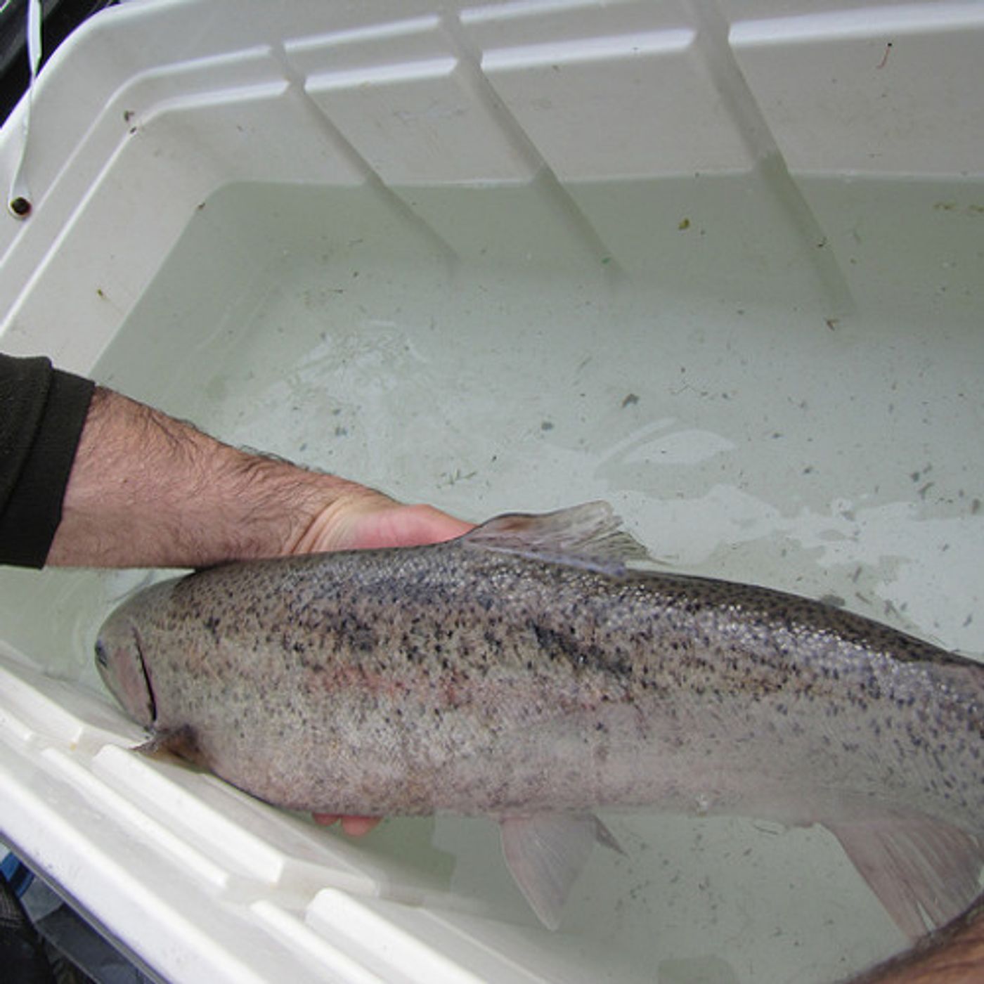 Lawsuits Put NW Fish Hatcheries In The Crosshairs episode artwork