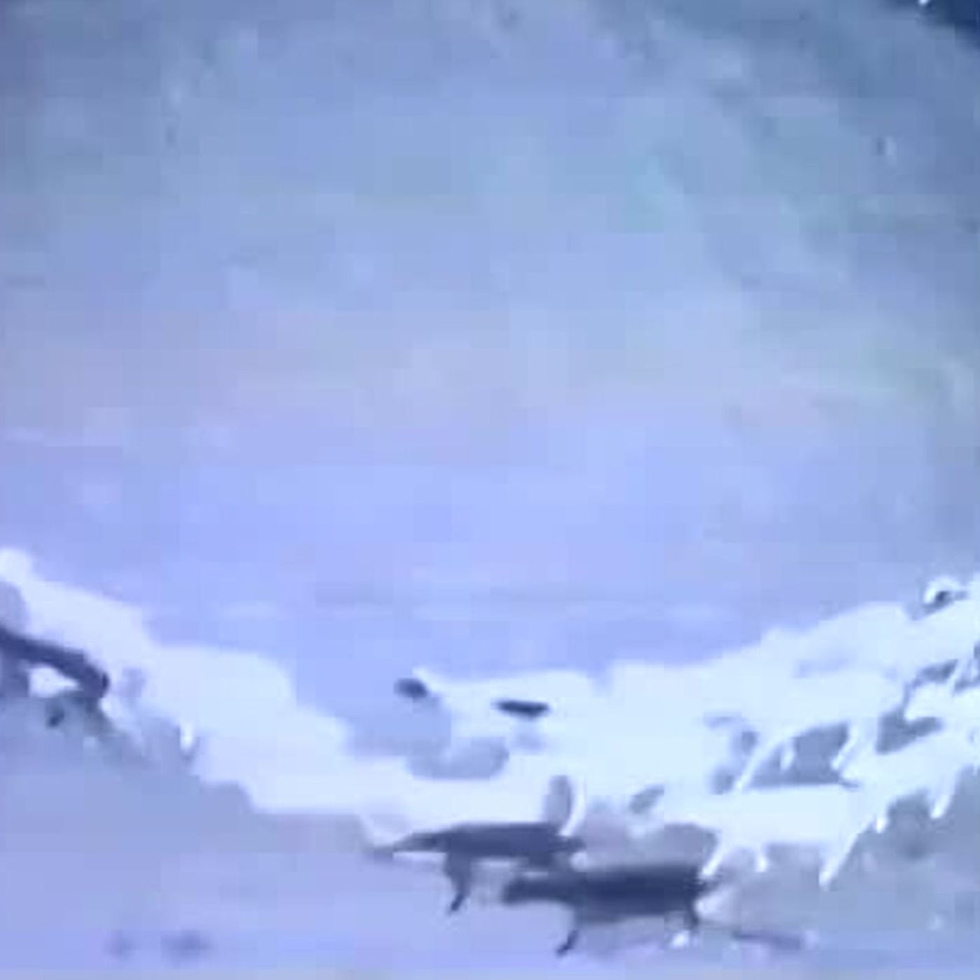 forse il mistero delle pecore che  camminano in cerchio  da 12 giorni ..è risolto episode artwork