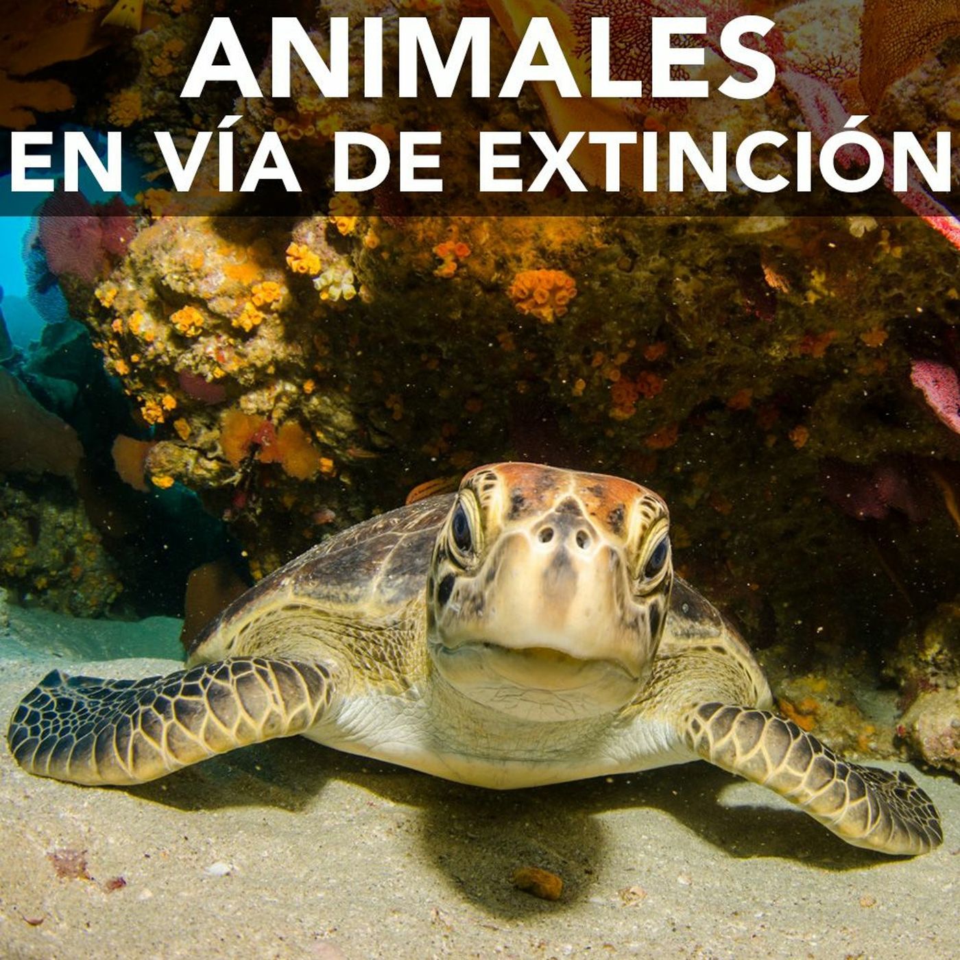 Animales en vía de extinción | Desafíos RCN-Javeriana episode artwork
