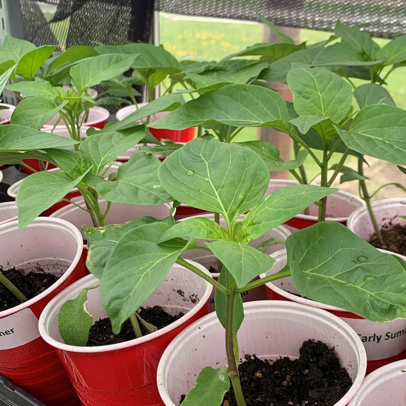 Kendall County Extension holding annual plant sale this weekend episode artwork