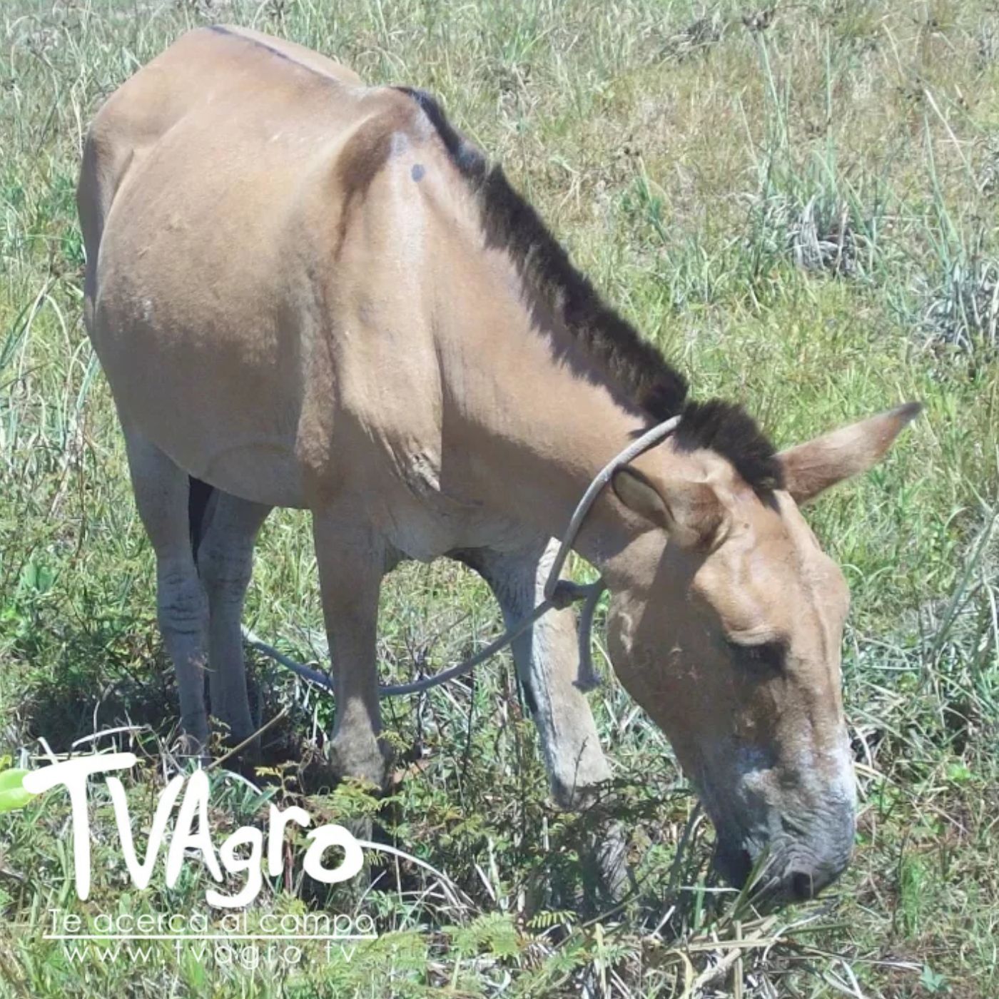 TV AGRO