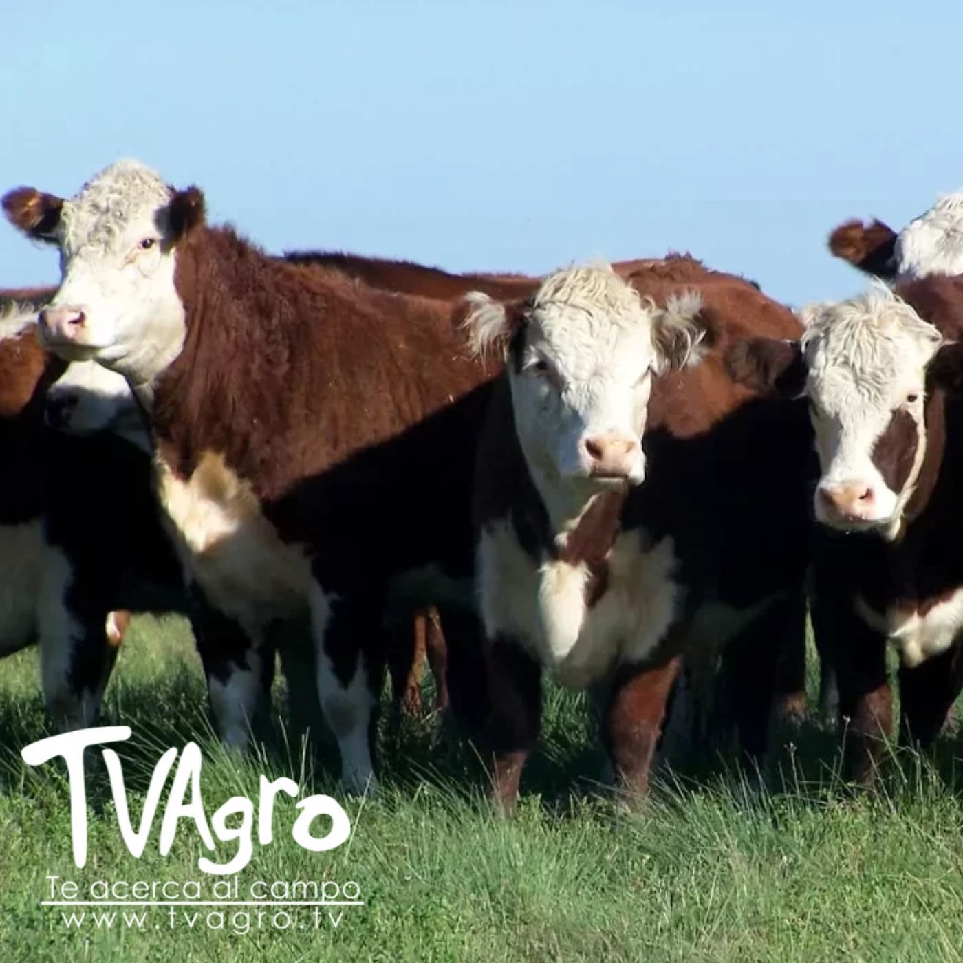 TV AGRO