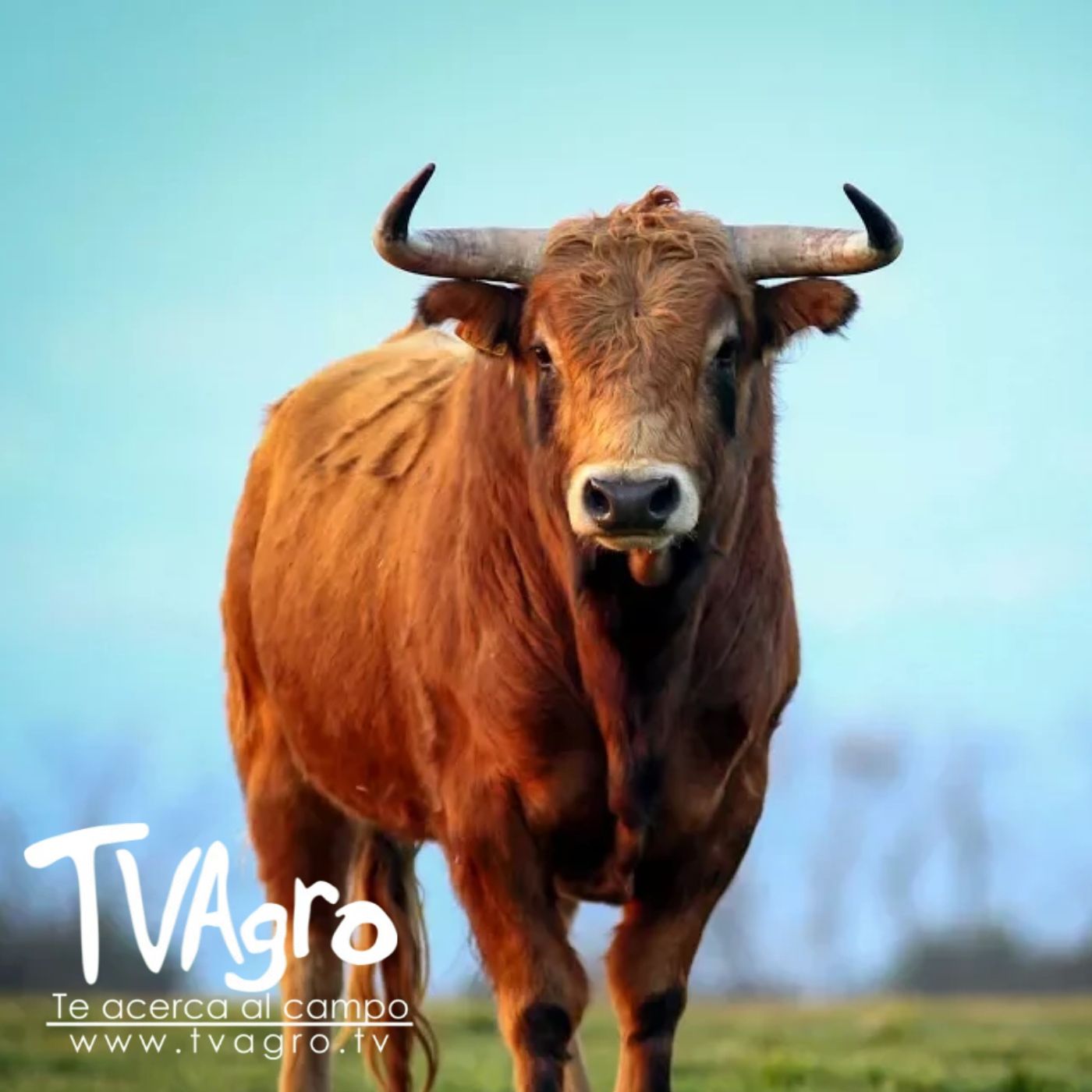 TV AGRO