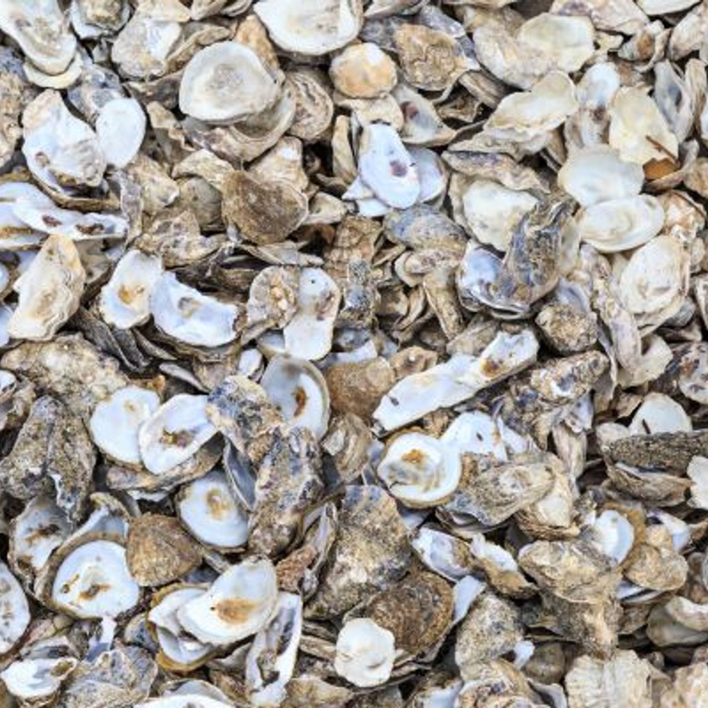 Recyclage : que peut-on fait avec les coquilles d'huitres ? episode artwork