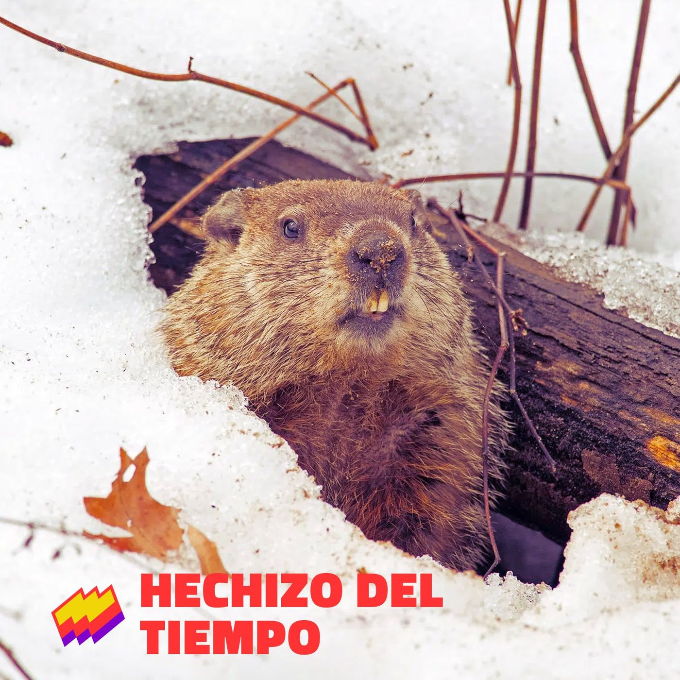 T12E01- Groundhog Day: El día de la marmota