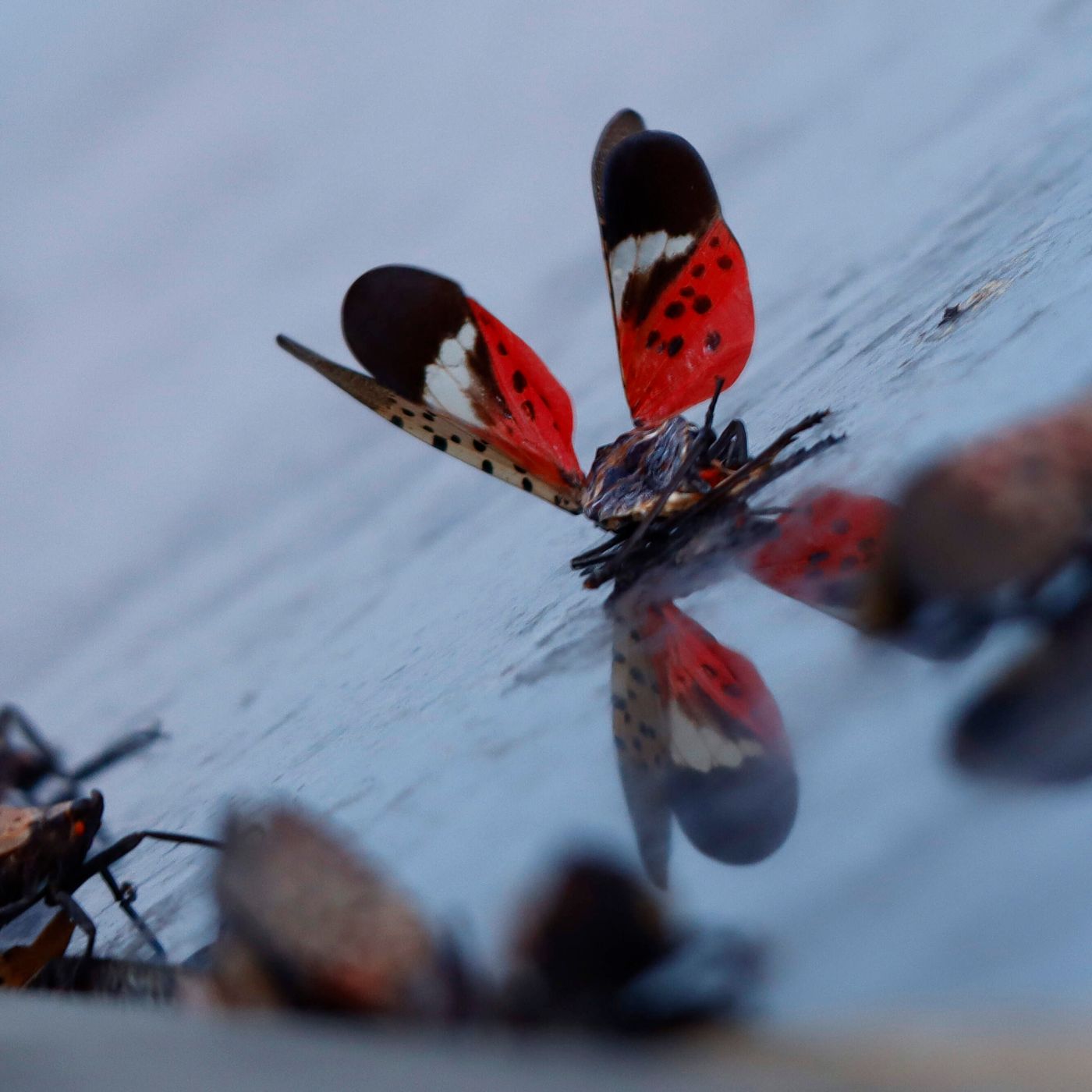 Stomp, scrape, repeat: What you can do to stop the spotted lanternfly episode artwork