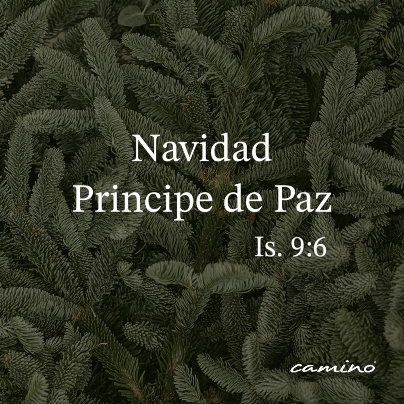 Oración 24 de diciembre (Navidad, Principe de Paz) episode artwork