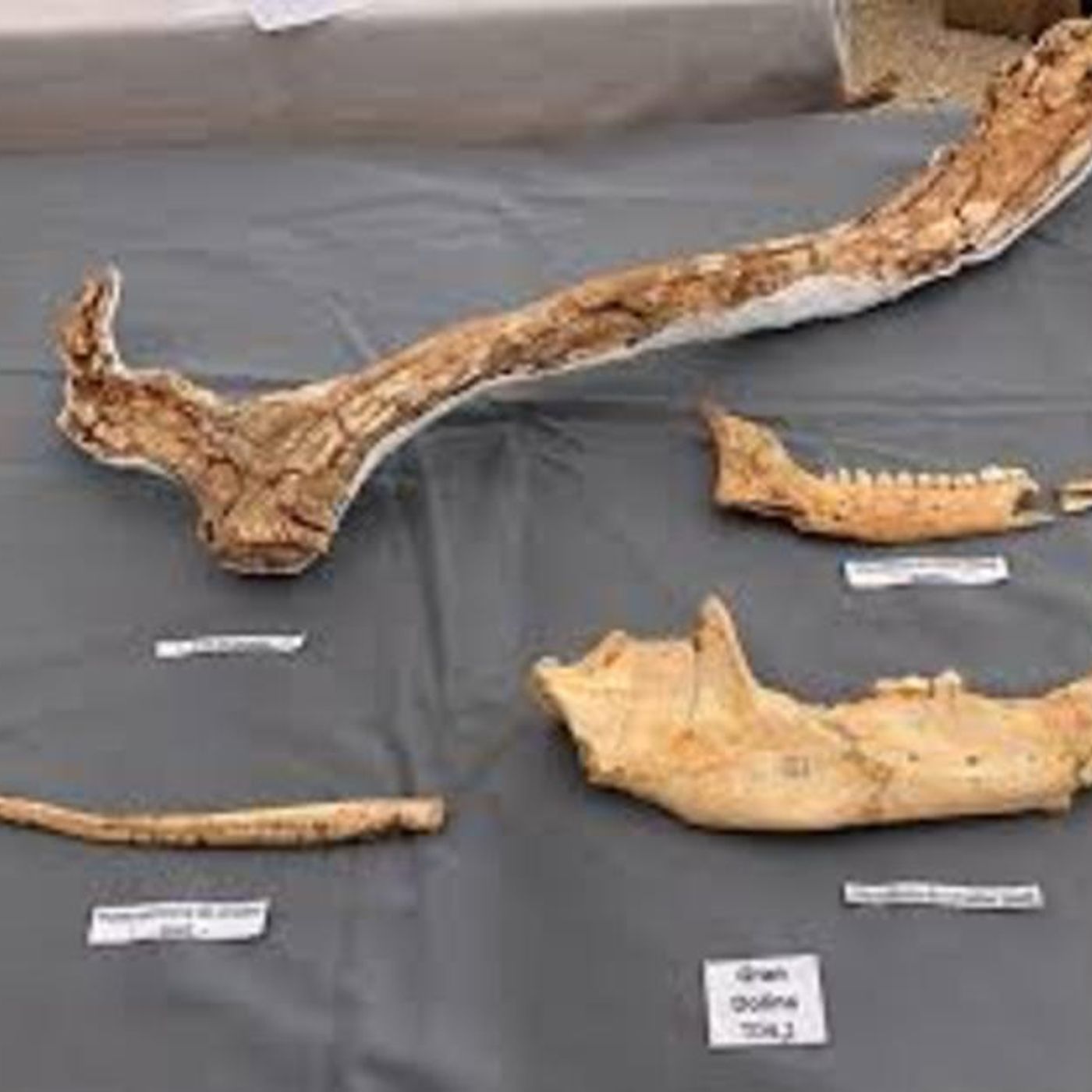 ATAPUERCA, EL ORIGEN