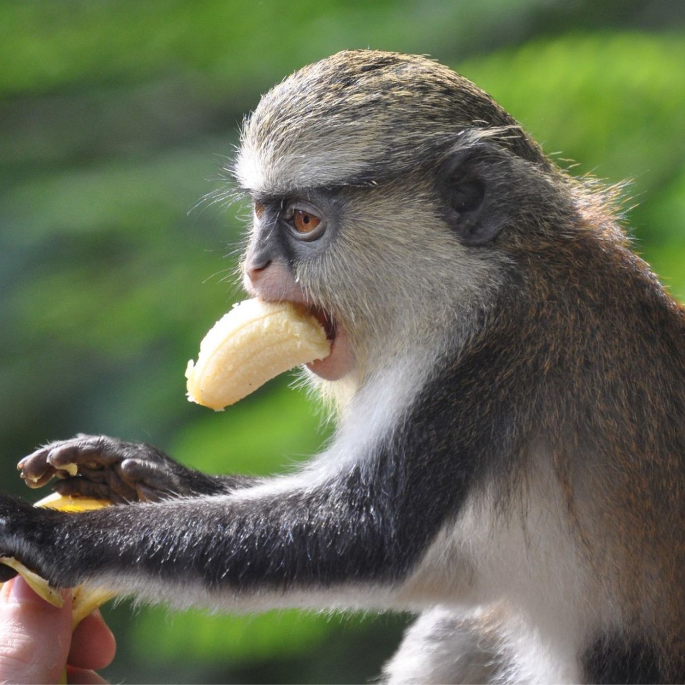 Impronta Animale