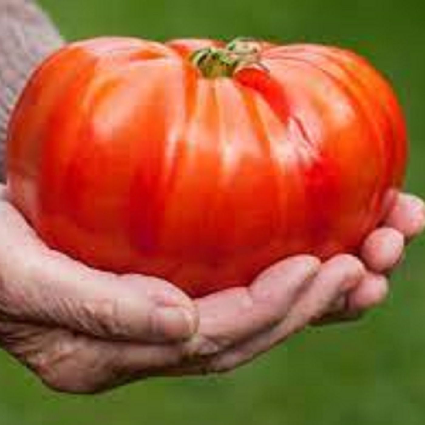 Did you miss Buggy Joe?  Huge tomatoes, pumpkins, and termites? Did you miss Buggy Joe?  Huge tomatoes, pumpkins, and termites?