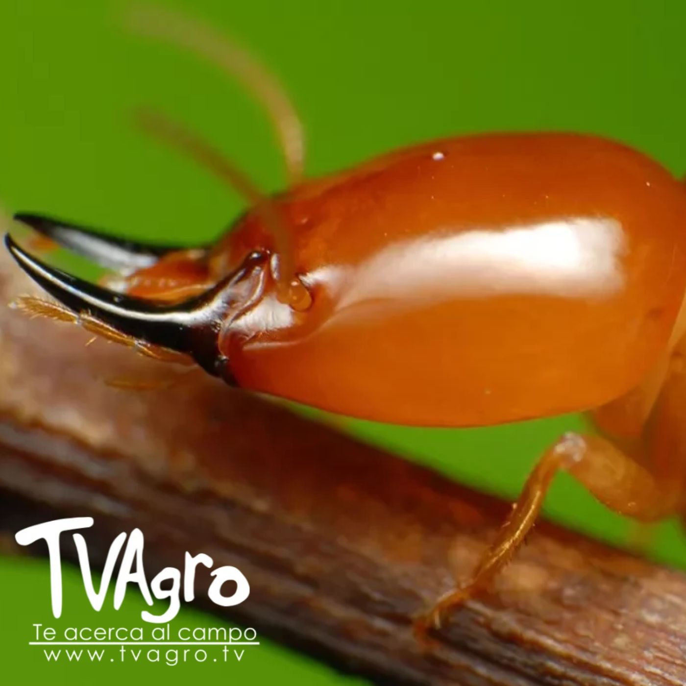 TV AGRO