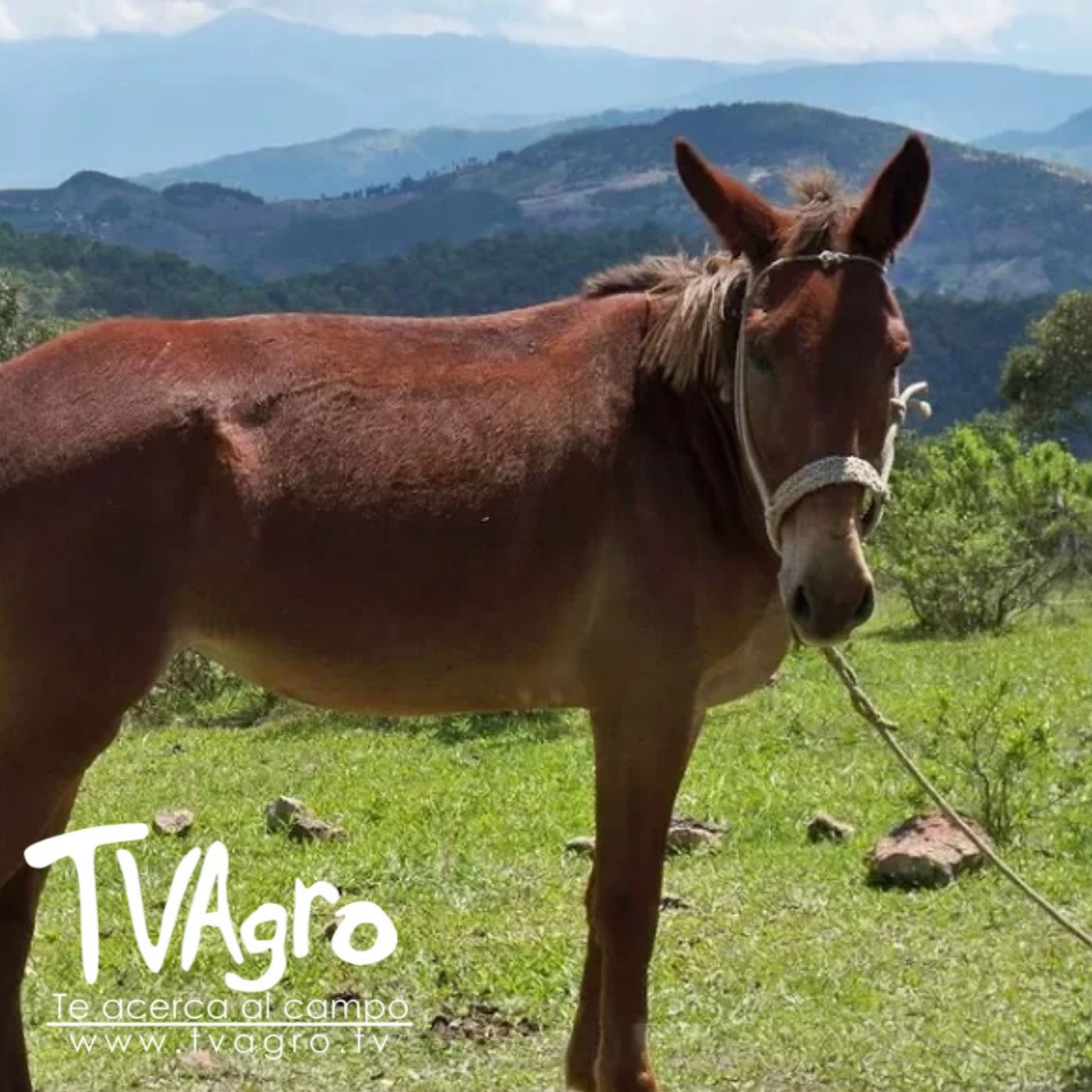 TV AGRO